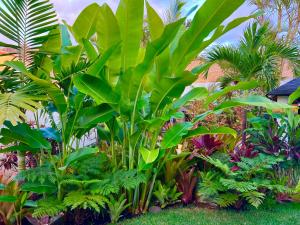 バハマルにあるLa SELVITAの多種多様な植物を植えた庭園