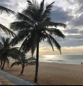 a couple of palm trees on a beach at Hospedagem domiciliar in Guarujá