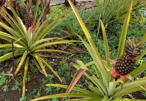 Um jardim no exterior de Green Queendom Farm and Lodging