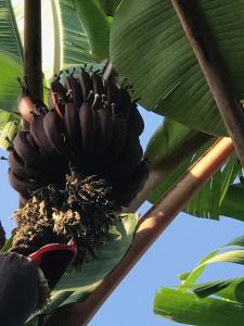 Imagem da galeria de Green Queendom Farm and Lodging em Oracabessa