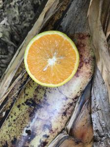 Imagem da galeria de Green Queendom Farm and Lodging em Oracabessa