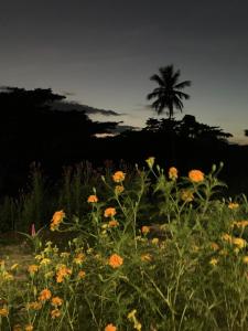 Imagem da galeria de Green Queendom Farm and Lodging em Oracabessa
