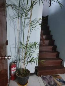 een plant in een pot naast een trap bij Home in San Pablo city, Laguna in San Pablo