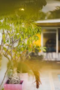 une plante verte dans un pot rose à côté d'un bâtiment dans l'établissement Villa LAtibulum, à Saint-Pierre