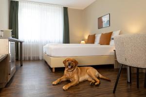 a dog laying on the floor in a hotel room at homie hotel fischzucht in Würzburg