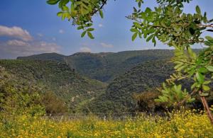 a view of a mountain with trees and yellow flowers at מצוקי גורן in Goren
