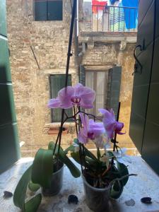 two purple flowers in a pot on a table at Emma's House in Venice
