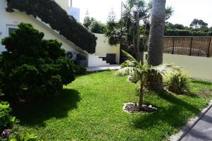 a yard with a palm tree and bushes at Casa vereda Two, Ponta Delgada, S Miguel in Ponta Delgada