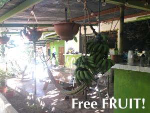 Fotografie z fotogalerie ubytování Soursop Hostel v destinaci Cueta
