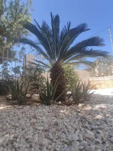 una palma e alcune piante in un cortile di Alex apartments relax a Agia Marina Mikrolimanou