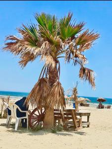 a palm tree on the beach with a picnic table and chairs at Holiday home by the sea, Gabes in Gabès