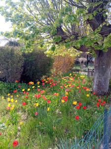 a field of flowers in front of a tree at Rosalie Cottage in Beaurepaire