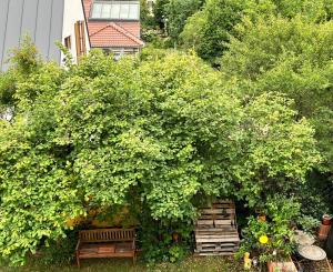 two benches sitting under a large bush at Charmantes Appartement - München in Munich