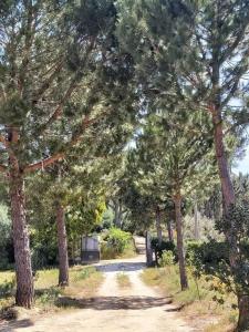 un camino de tierra con árboles a sus lados en Casa Vale Nicolau en Arganil
