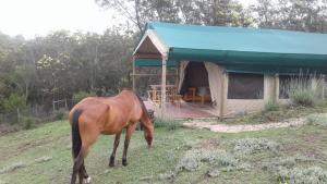 Zvířata v luxury tent nebo okolí
