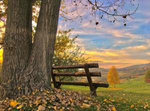 a park bench sitting under a tree next to a tree at Apartment Centar Sarajevo in Sarajevo