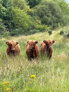 three cows are sitting in a field of grass at Ben Nevis Manor in Fort William