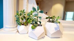 three white vases with plants in them on a table at Sunny Victorian with Stunning View and Wraparound Deck in San Francisco