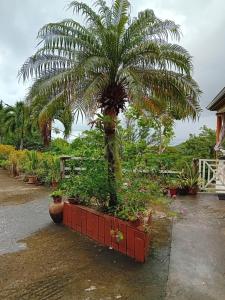 un palmier dans un planteur rouge de plantes dans l'établissement Studio les trois perles, à Les Anses-d'Arlet