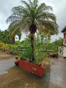 a palm tree in a red planter with plants at Studio les trois perles in Les Anses-dʼArlets