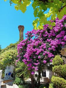 een bos paarse bloemen hangend aan een boom bij Villa Aspalathos in Kaštela