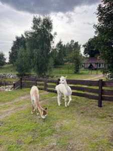 dos ovejas y un perro de pie junto a una valla en Dzika Zagroda, en Dziemiany
