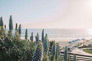 丹納岬的住宿－Waldorf Astoria Monarch Beach Resort & Club，享有海滩美景,拥有蓝色植物和遮阳伞