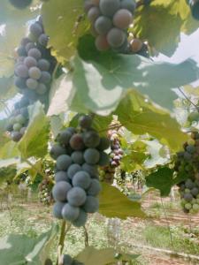 un racimo de uvas colgando de un árbol en SNS Organic Farm Stay, en Sidlaghatta 19 fotos más