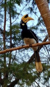 a bird with a yellow beak sitting on a tree branch at Hillhouse - Koh Yao Noi in Ko Yao Noi