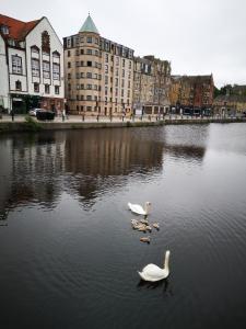 three swans swimming in a river in a city at Home on the Shore in Edinburgh