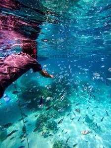 une personne nageant dans l'eau avec une école de poissons dans l'établissement Sri Sentosa Chalet, à l'Île Tioman