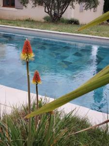 two flowers in front of a swimming pool at Rêve en Lubéron in Lauris