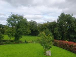 um campo verde com uma árvore no meio dele em Urkers' Guest Accommodation em Crossmaglen