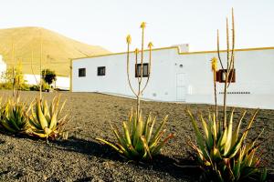 zwei Pflanzen vor einem Gebäude mit einem Berg im Hintergrund in der Unterkunft Casa Jenabe in La Vegueta