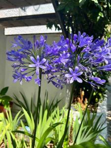 un jarrón lleno de flores púrpuras en un jardín en Villa Amaris en Santa Maria del Tietar