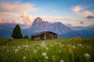 an old cabin in a field of flowers with a mountain at Sule Hof Agriturismo in Ortisei