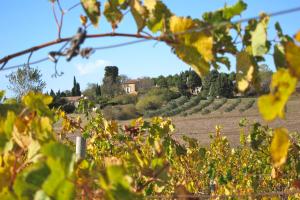 un vignoble vu à travers les feuilles d'un champ de raisins dans l'établissement Domaine de la Bade, à Raissac-sur-Lampy