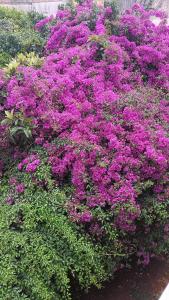 TaurisanoにあるDimora del Sole Salentoの紫花束