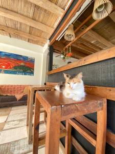 un gato sentado sobre una mesa de madera en Casa Kai, en Palomino