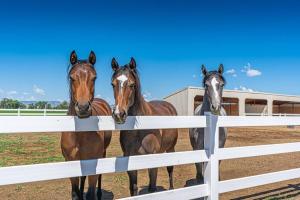 three horses are standing next to a fence at Hemsley Ranch and Guest House in Preston