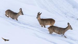 Altri animali domestici presso l'appartamento o nei dintorni
