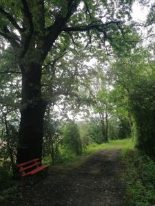un banco rojo sentado bajo un árbol en un sendero en Hof Notburga - Erholung, Ruhe & Natur pur, 