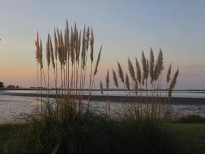 a field of tall grass next to a body of water at COMPLEJO LA ISLA MAR CHIQUITA in Balneario Mar Chiquita