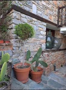 two potted plants in front of a stone wall at 9mouses Chasiotis Guest House in Ampelakia