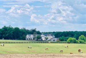 um grupo de animais que pastam num campo em Shenandoah Wilderness Traveler em Gordonsville