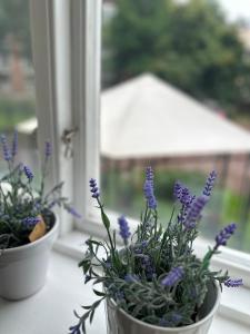 dos macetas sentadas en el alféizar de una ventana en Pråmkanalens Pensionat i Karlstad, en Karlstad