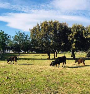 een groep koeien die grazen in een veld met bomen bij Location Eygalieres "le Juliette" in Eygalières