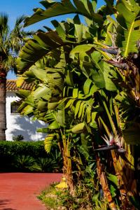 een stel bananen op een bananenboom bij ALFAS OASIS in Alfaz del Pi