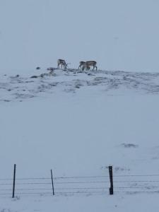Imagem da galeria de Stóri-Bakki, cottage Dvergabakki-no shower em Stóri-Bakki