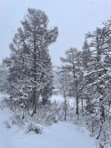 長野的住宿－Elan Lodge Akakura，雪覆盖的田野里的一群树木